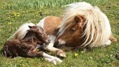 Silly Horse Tango Goes Viral Because Of His Stupidity ‎