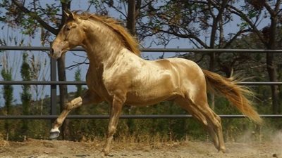 The Enigmatic Beauty of Golden Horses: History, Characteristics, and Cultural Significance  ‎
