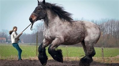 Unraveling the Enigmatic Grace of Horses: A Captivating Showcase(Video) ‎