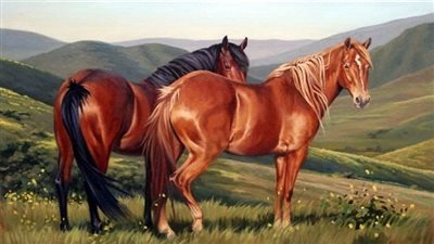 How to treat mud fever in horses?