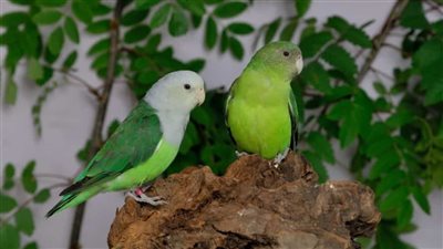 Male vs Female Lovebirds: 5 Key Differences