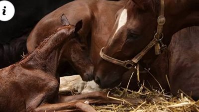 Capturing the Unconditional Love Between a Lovely Mare and Her Foal 🐴💕