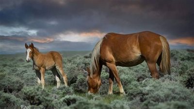 Embracing Nature’s Serenity: The Foal’s Leisurely Respite on Grassy Meadows ‎