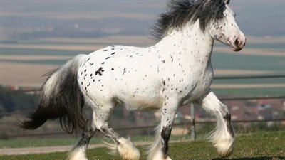 SILVER BULLET: THE FABULOUS PUREBRED GYPSY VANNER STALLION 🐴