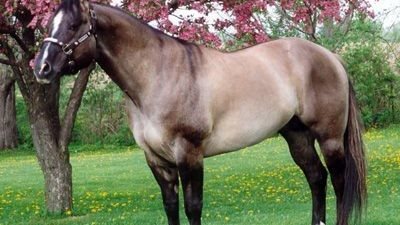 Equestrian Excellence: The Astonishing Horse That Sold for Almost $6 Million(Video) ‎