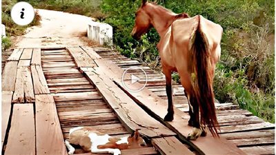 Mother Horse Refuses To Leave Trapped Little Foal’s Side ‎