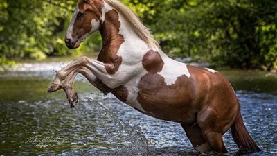 A SPECIAL HORSE-SHAPED MARK WAS PRESENT ON THE BODY WHEN THE UNIQUE HORSE WAS BORN
