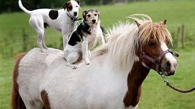 Fun-lovıng dog rides on his fɑvorite horse buddy every day ‎