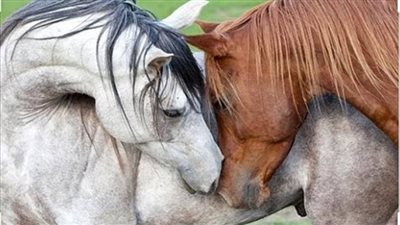 Embracing Love: A Heartwarming Tale of Affectionate Horses ‎