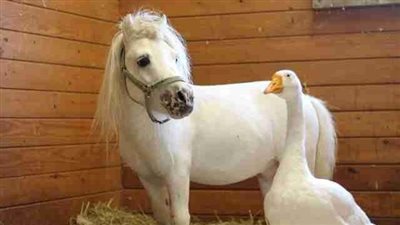 Waffles the Mini Horse and Hemingway the Goose Find Their Forever Home Together