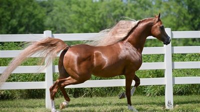 Equine fitness – How can we prepare to get back in the saddle?