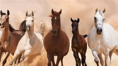 Andalusian Horse Breed Profile