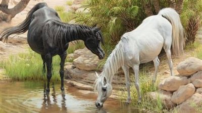 Comparing Horse to Human Age