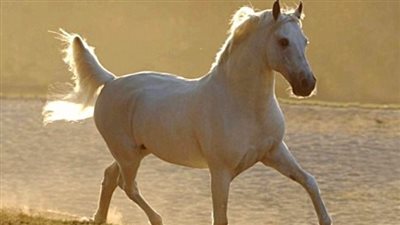 Howo Often Should Your Horse Be Re-Shod?