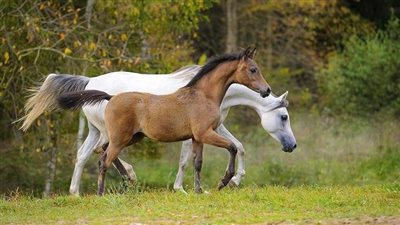 What Is a Gelding?