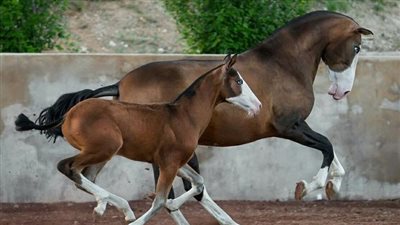 Paint Horse: Breed Profile