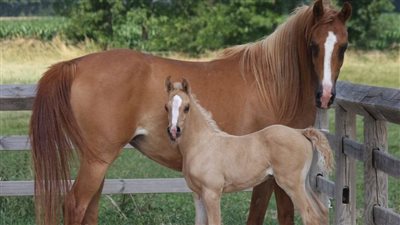 Clydesdale Horse: Breed Profile