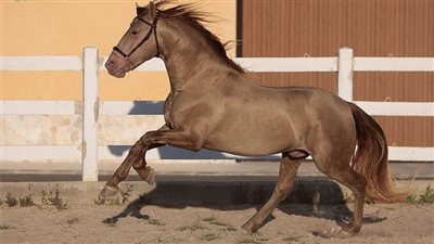 Rocky Mountain Horse_Breed Profile