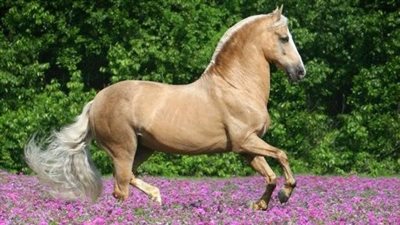 How to use slow feed hay nets for horses