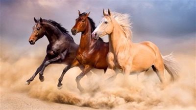 Hybrid Horse Keeping  Equicentral and Tracks combined