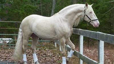 Horses