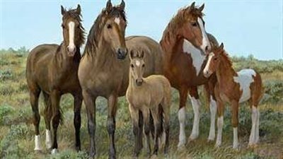 How to Take a Horse’s Digital Pulse