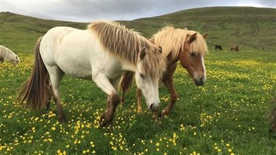 Caring for an Older Horse or Pony