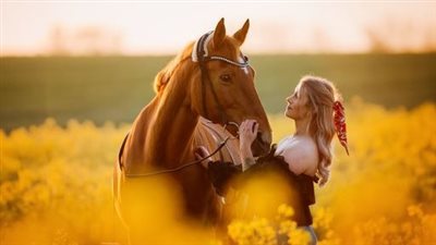 Calculating The Power Of Equine Kicks