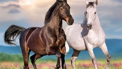 Why Your Horse Needs Vitamin E