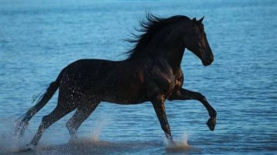 Riding An Older Horse