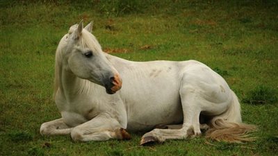 How to measure your horse’s respiratory rate
