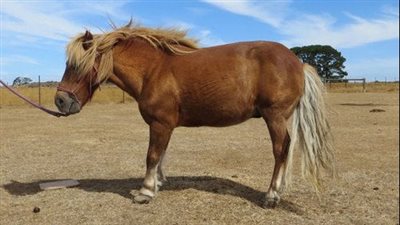 How to Successfully Pasture a Foundered Horse or Pony