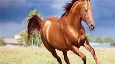 Why a Horse Slobbers After Eating Clover، and What to Do