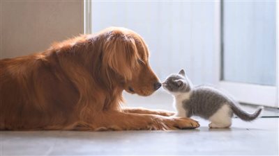 HOW TO INTRODUCE YOUR NEW KITTEN TO YOUR DOG
