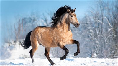 Bucking: Why Does a Horse Do It and How to Stop It?