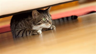 WHY IS MY CAT HIDING?