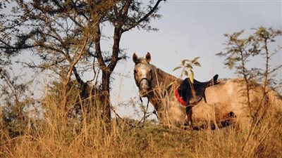 How to Teach Confident Riding With the Use of Your Lesson Horses