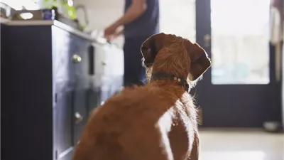 Can Dogs Eat Pistachios?