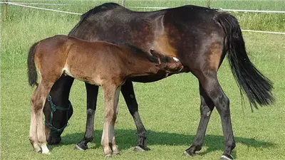 How to Tell if Your Mare is Pregnant and Why It's Important
