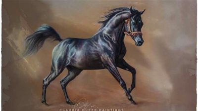 Elegance in Ebony: Exploring the Timeless Beauty of Black Horses  ‎