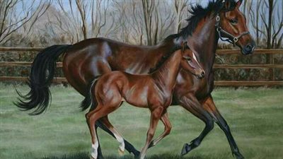 Discovering the Timeless Elegance: The Enchanting Beauty of Horses ‎
