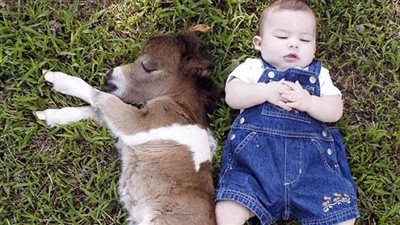 Introducing some very cute miniature horses. Yes, they are adults now. You’d be surprised to know how long…