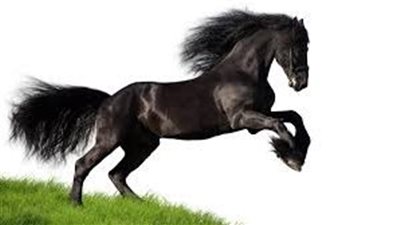 Hind Leg Problems in Horses