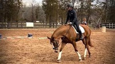 How to Tell If a Horse Is Lame on a Front or Back Leg