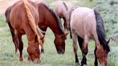 Equine Protozoal Myeloencephalitis (EPM) in Horses