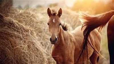 How to Remove Burrs From Horses