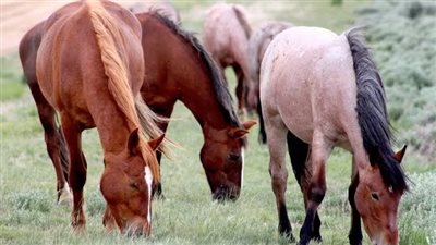 What Can I Do With a Yearling?