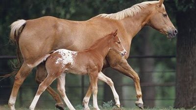 What Makes a Horse a Filly