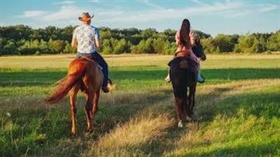 Why Your Horse Is Tossing Its Head