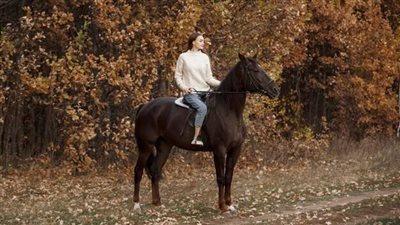 Florida Cracker Horse: Breed Profile